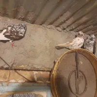 کبوتر ملاقی