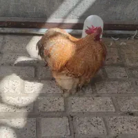 خروس کوشین مرغ و خروس جاپنیز