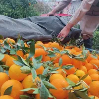 پرتقال تامسون ناول درجه ۱|خوردنی و آشامیدنی|دالخانی, |دیوار