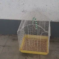 قفس مخصوص عروس هلندی و مرغ عشق