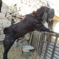 نری آلپاین جوان|حیوانات مزرعه|ماهان, |دیوار