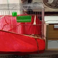 قفس نونو مناسب عروس هلندی
