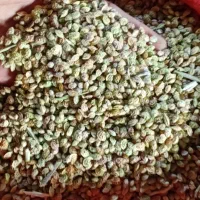 بذر اسپرس (خشه یونجه)|عمده‌فروشی|قزوین, |دیوار