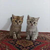 گربه نژاد دار بریتیش|گربه|زنجان, |دیوار