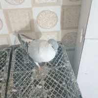 کفتر|پرنده|تربت‌حیدریه, سرمحله|دیوار