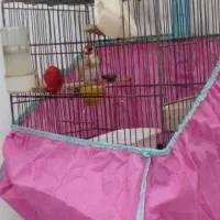 سهره نر رام تازه بالغ پا سفید شیرین بخون|پرنده|رشت, شهرک قدس|دیوار