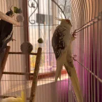 عروس هلندی|پرنده|تهران, سردارجنگل|دیوار