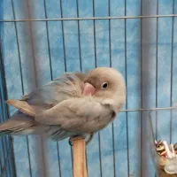 پرنده کوتوله برزیلی|پرنده|شهرضا, |دیوار