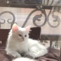 گربه خانگی دوماهه|گربه|بهشهر, |دیوار