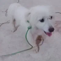 سگ پاکوتاه نر|سگ|مسجد سلیمان, |دیوار