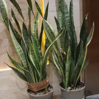 فروش دو عدد گل