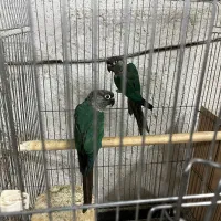 گرینچیک و عروس همه جفت مولد با تخم و جوجه