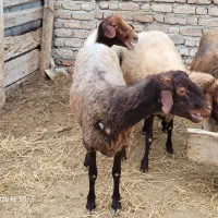 یک راس شیشک جنس اصل|حیوانات مزرعه|گمیشان, |دیوار