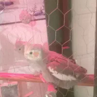 همه نوع پرنده هرچی که بخواهی موجود است|پرنده|هرند, |دیوار