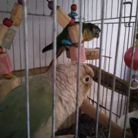 گرنچیک|پرنده|تربت‌حیدریه, آبشار|دیوار