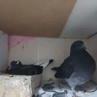 یه جفت جوجه پرخیر