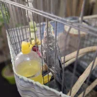 عروس هلندی گلباقالی نر سخنگو|پرنده|رباط‌کریم, شهرک درخشان|دیوار