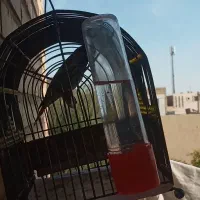 پرنده گلبسر دهن سقا دهن دار جوجه امسال