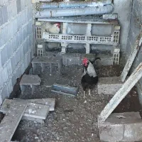 خروس گلین ومرغ