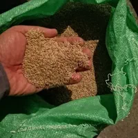 غذای پرنده قناری (کتان اردبیل)
