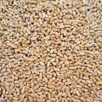 گندم بذری (کم آب و پر آب با تناژ بالا)|عمدهفروشی|شیراز, بازار|دیوار