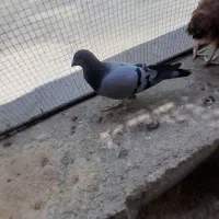 کبوتر|پرنده|جم, |دیوار
