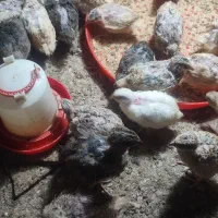 بلدرچین ماده و نره جوان|پرنده|مشهد, نیزه|دیوار