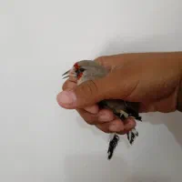 سهره کرمانی نر|پرنده|بیرجند, |دیوار