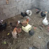 مرغ غرب|حیوانات مزرعه|آبادان, |دیوار