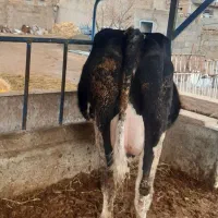 گاو|حیوانات مزرعه|چناران, |دیوار