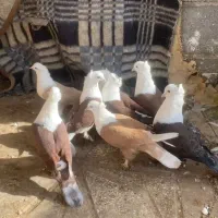 پرنده|پرنده|اسفراین, |دیوار