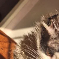 واگذاری پیشی|گربه|تهران, جوادیه تهرانپارس|دیوار