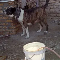 ماده جیران خراسانی خالص