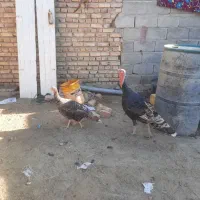 بقلمون محلی