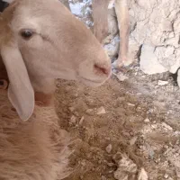 گوشت گوسفندی تازه کشتار در حضور مشتری