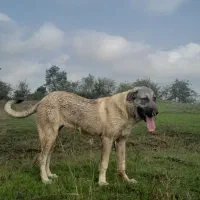 واگذاری ماده پژدر کردی عراقی اصیل|سگ|رودسر, |دیوار