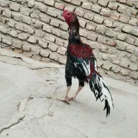 خروس|حیوانات مزرعه|سیب و سوران, |دیوار