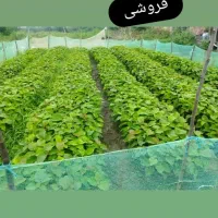 نهالستان کیوی درجه یک|گل و گیاه طبیعی|حویق, |دیوار