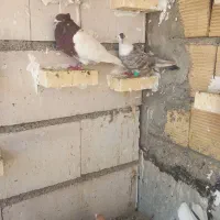 چهارتا کبوتر ناشی