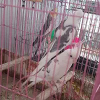 فروش فوری|پرنده|بهبهان, |دیوار