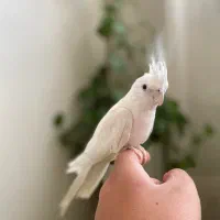 عروس هلندی|پرنده|قم, پردیسان|دیوار