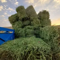 جومحلی|حیوانات مزرعه|قوچان, |دیوار