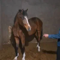 اسب مادیون عرب|اسب و تجهیزات اسبسواری|یزد, |دیوار