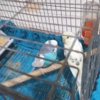 مرغ عشق یک جفت