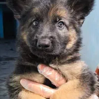 سگ ژرمن دو رنگ رکس پلیسی|سگ|کرج, مهرویلا جنوبی|دیوار