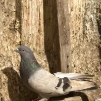 فروش پرنده