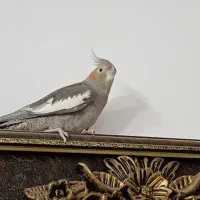 عروس هلندی