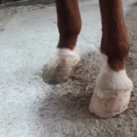 نعل بندی اسب