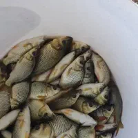 بچه ماهی کپور