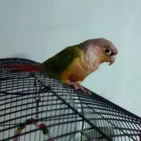 گرینچیک نر ۱۶ ماهه